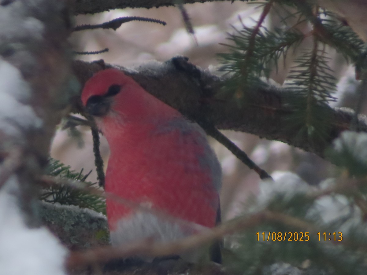 Pine Grosbeak - ML644864007