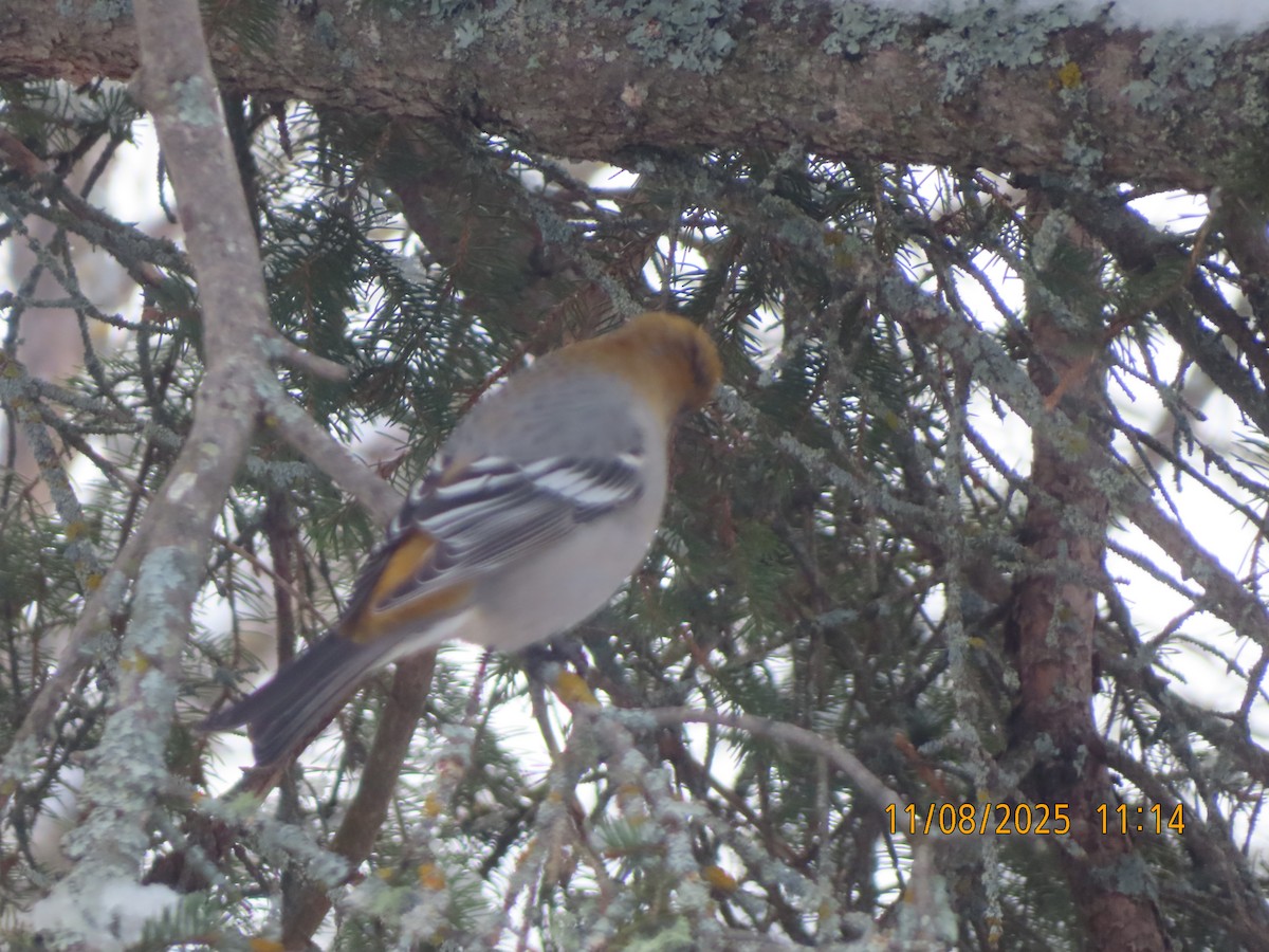 Pine Grosbeak - ML644864011