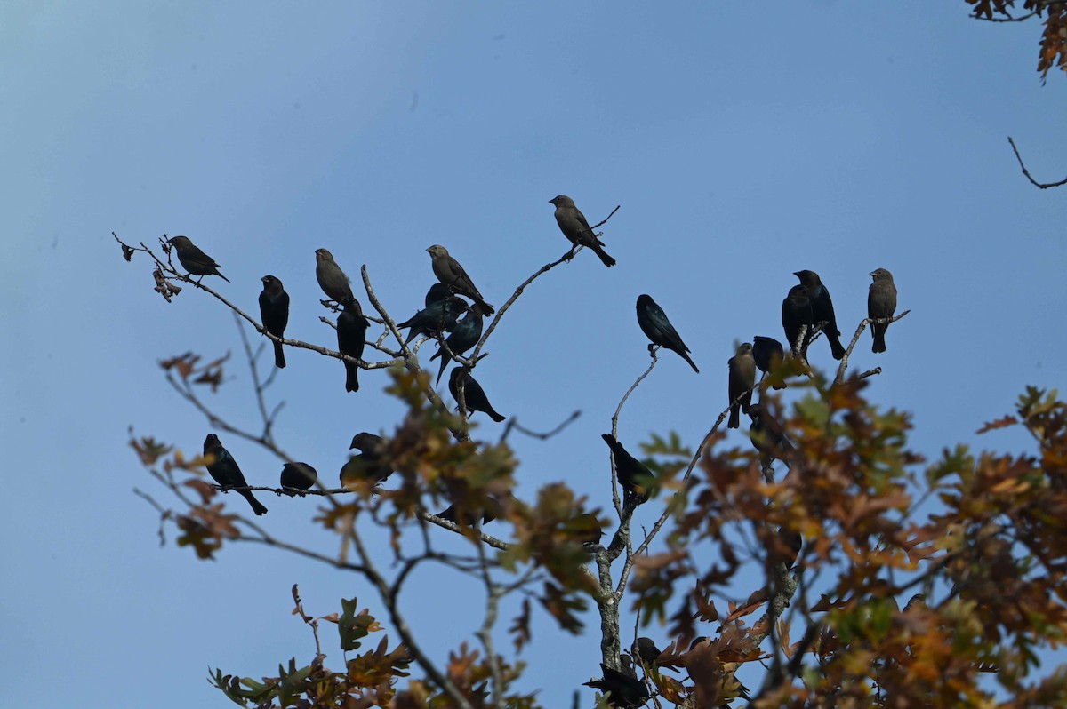 Коровий трупиал, буроголовый желтушник - ML644864012