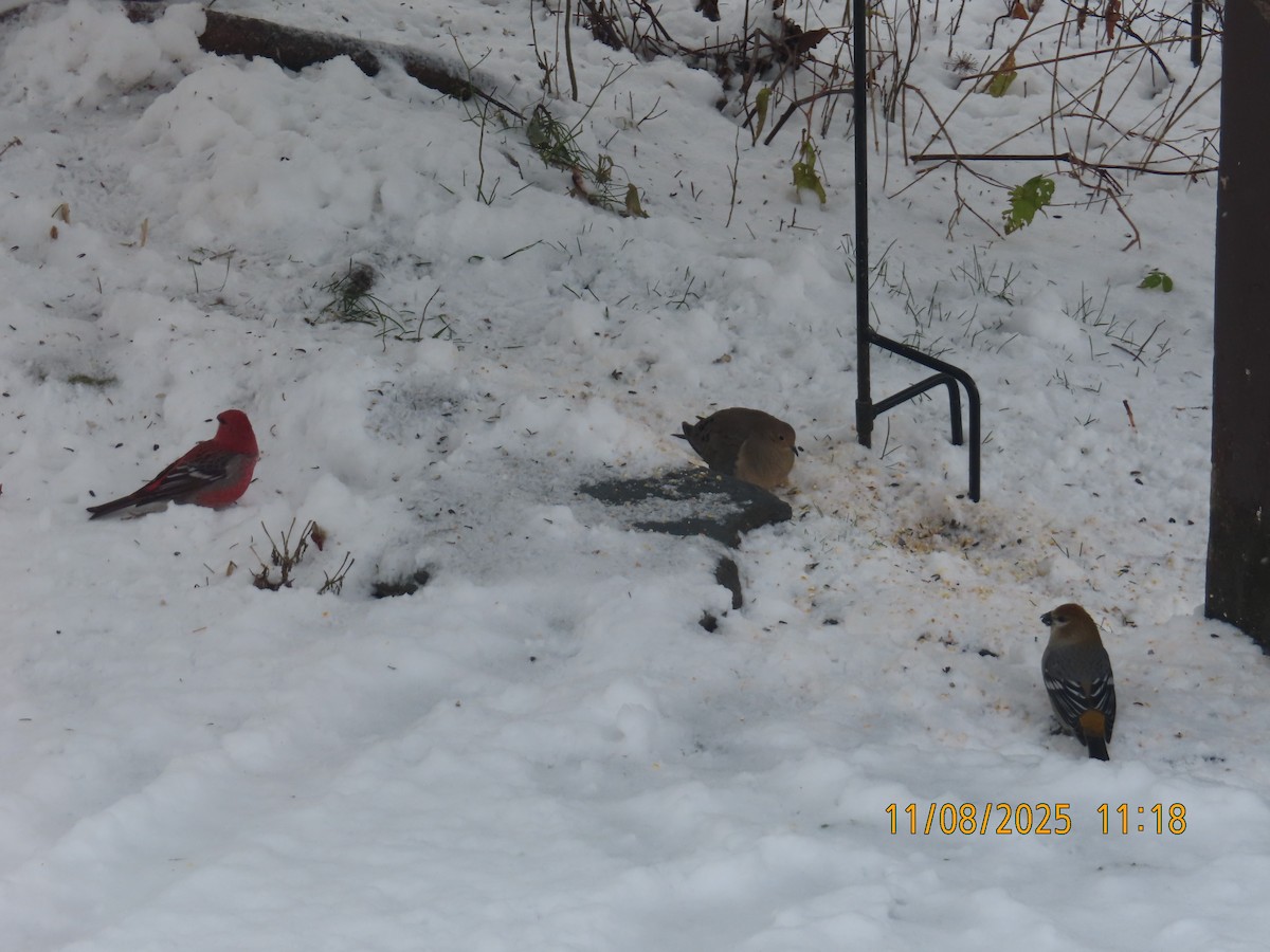 Pine Grosbeak - ML644864020
