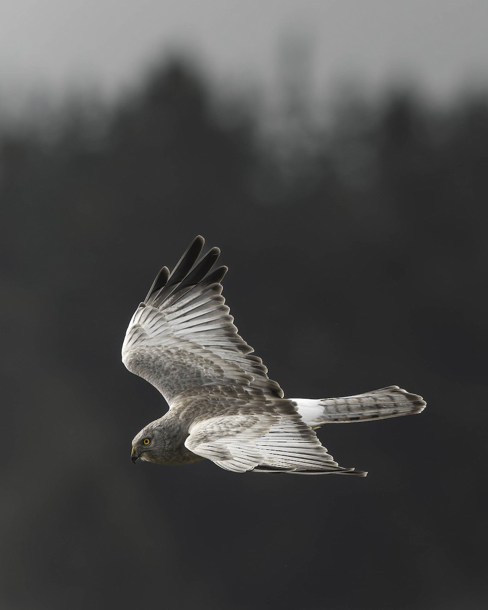 Американский лунь - ML644864039