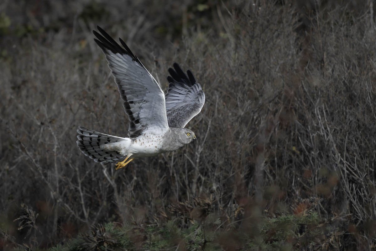 Американский лунь - ML644864040