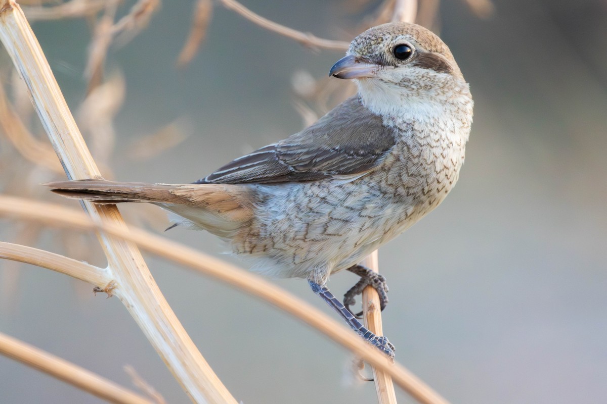 isabellavarsler - ML644864041