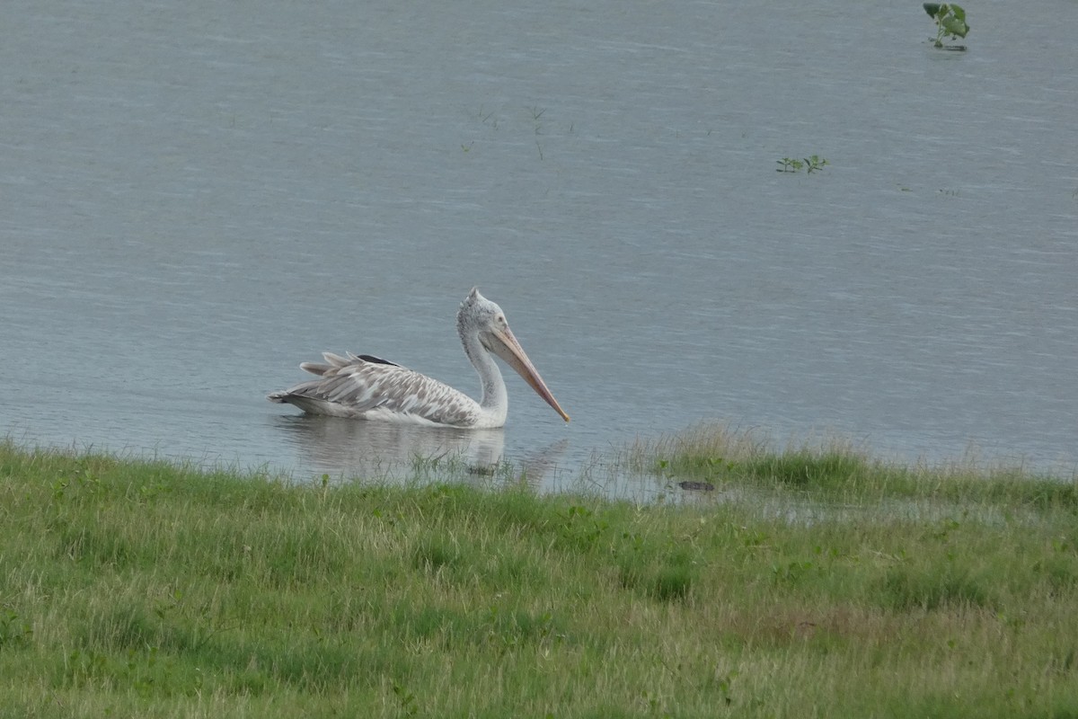 Pelikano tantoduna - ML644864058