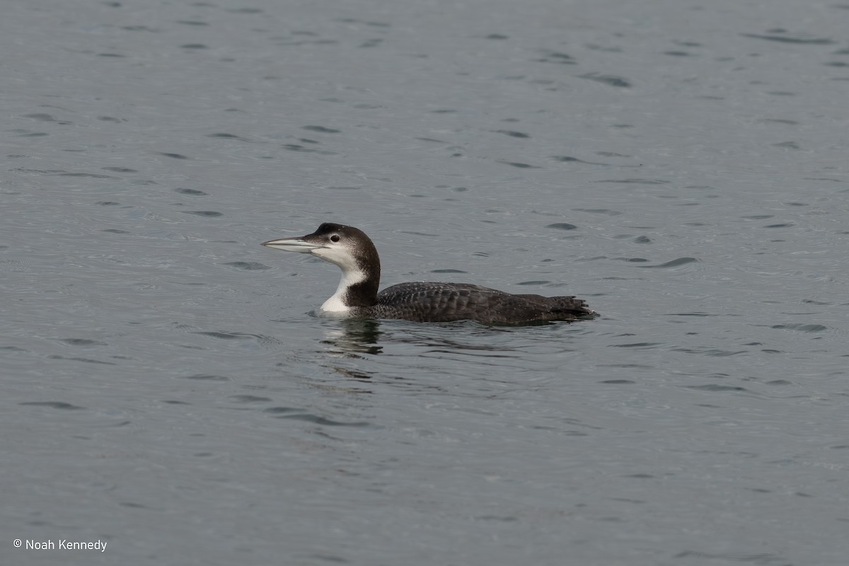 Common Loon - ML644864071