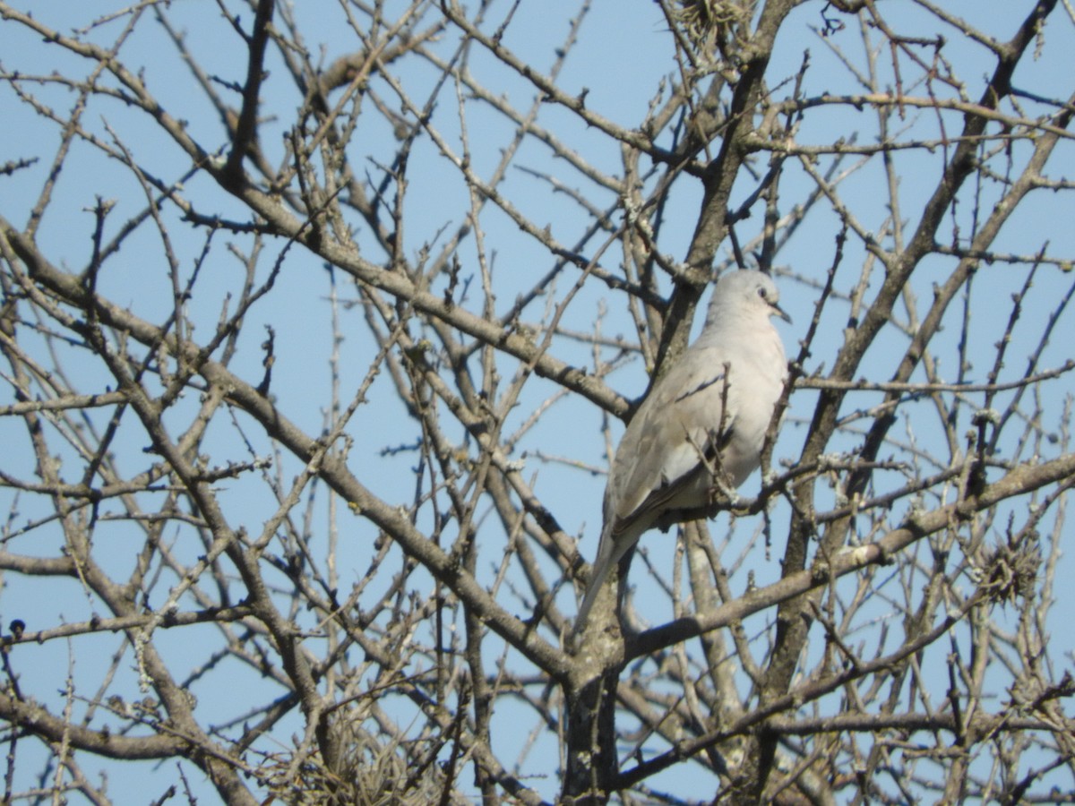 holoubek pikui - ML644864072