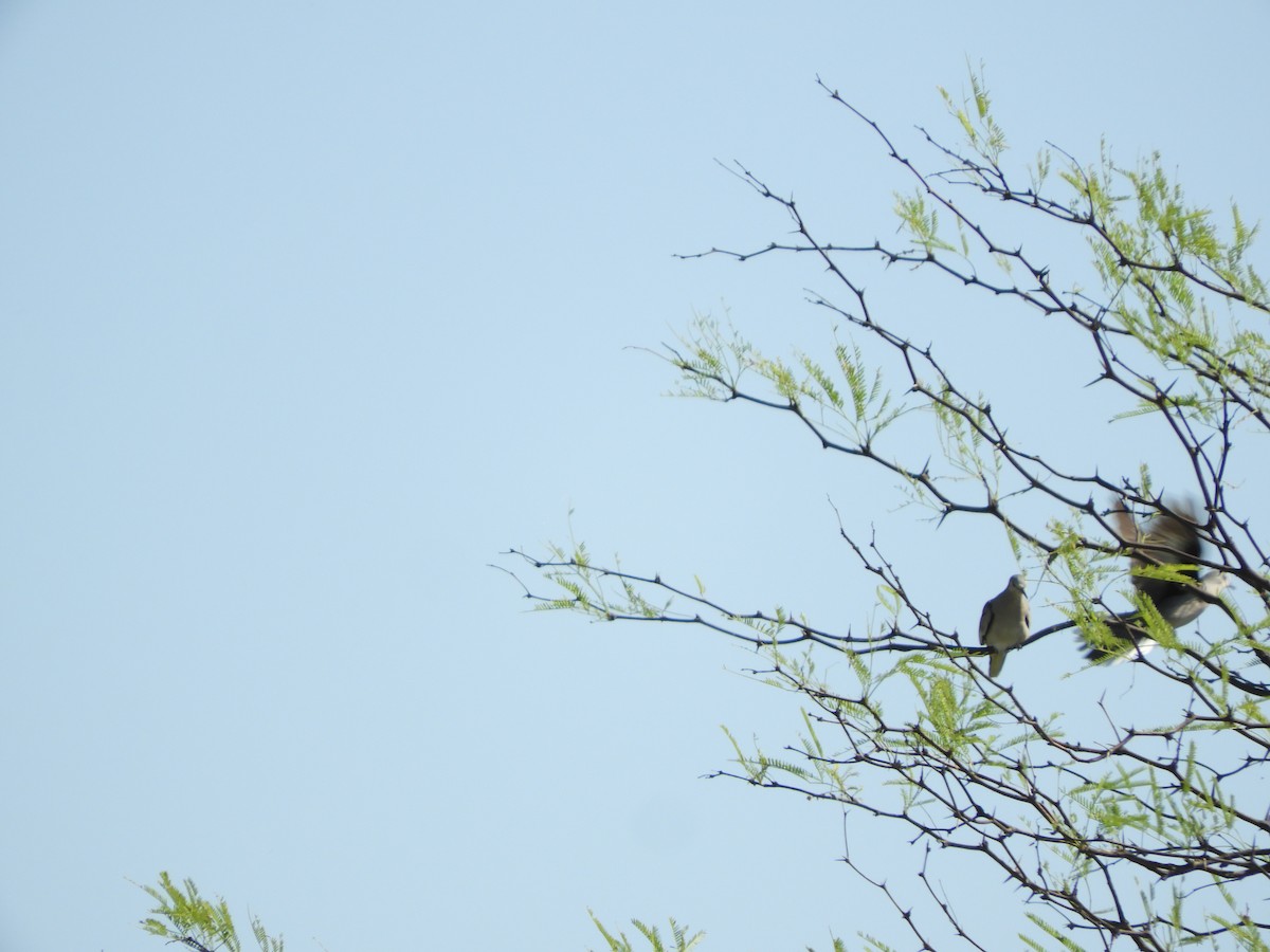 holoubek pikui - ML644864073