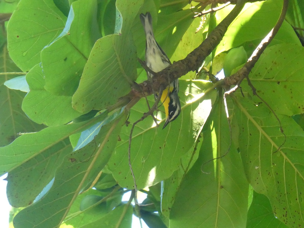 Goldkehl-Waldsänger - ML644864075