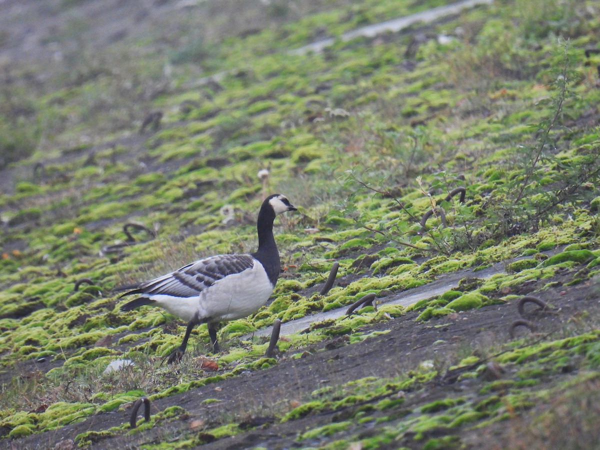 Barnacle Goose - ML644864076