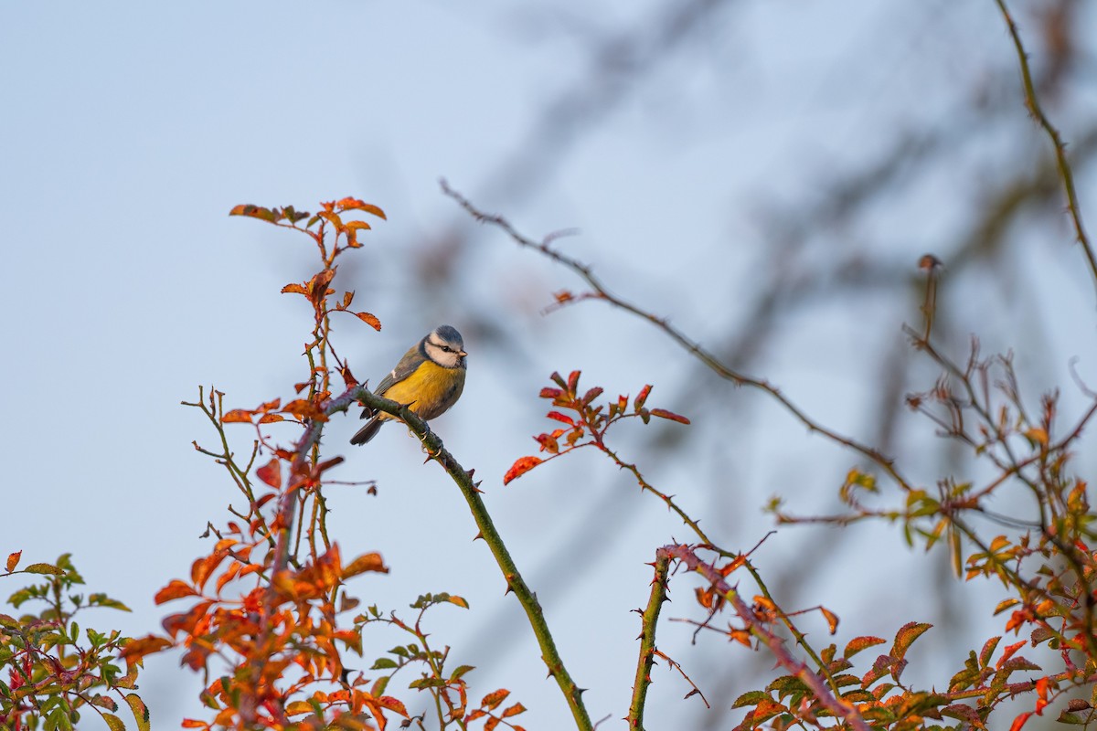 Herrerillo Común - ML644864077