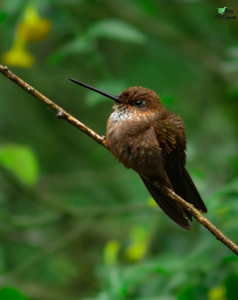 Bronzy Inca - ML644864081