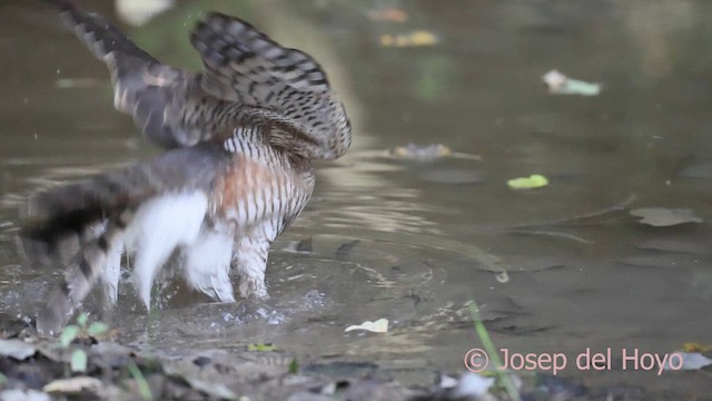 Eurasian Sparrowhawk - ML644864103