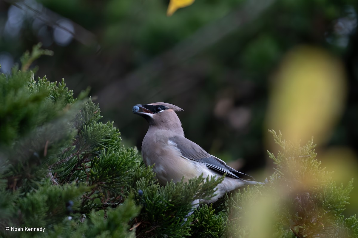 Cedar Waxwing - ML644864108