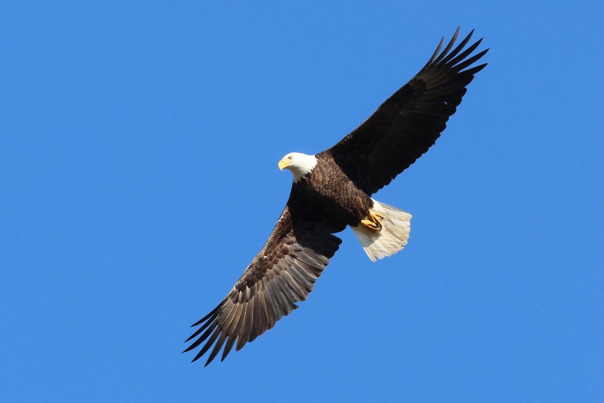 Bald Eagle - ML644864109