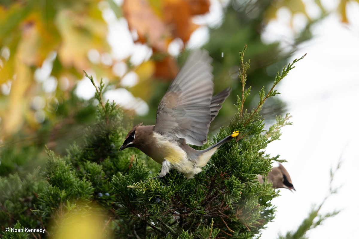 Cedar Waxwing - ML644864110