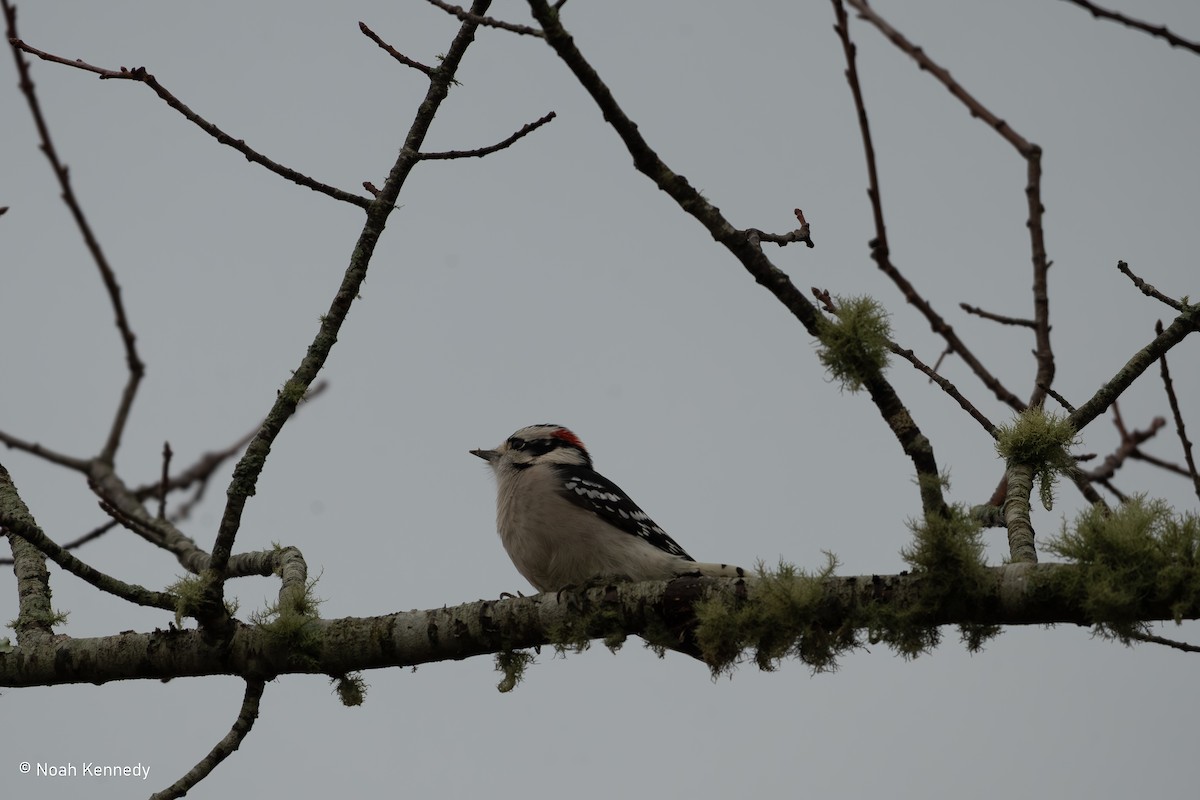 Downy Woodpecker - ML644864133