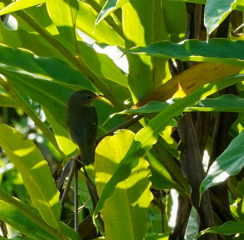 Mourning Warbler - ML644864139