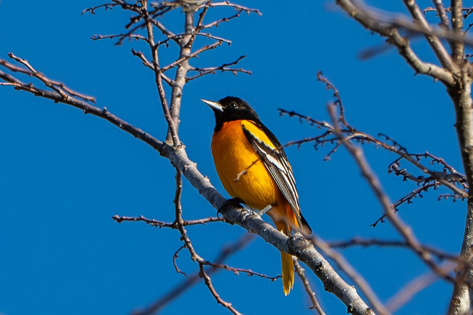 ボルチモアムクドリモドキ - ML644864153