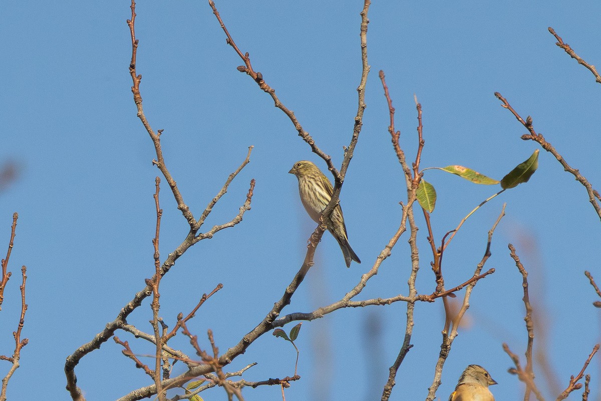 בזבוז אירופי - ML644864154