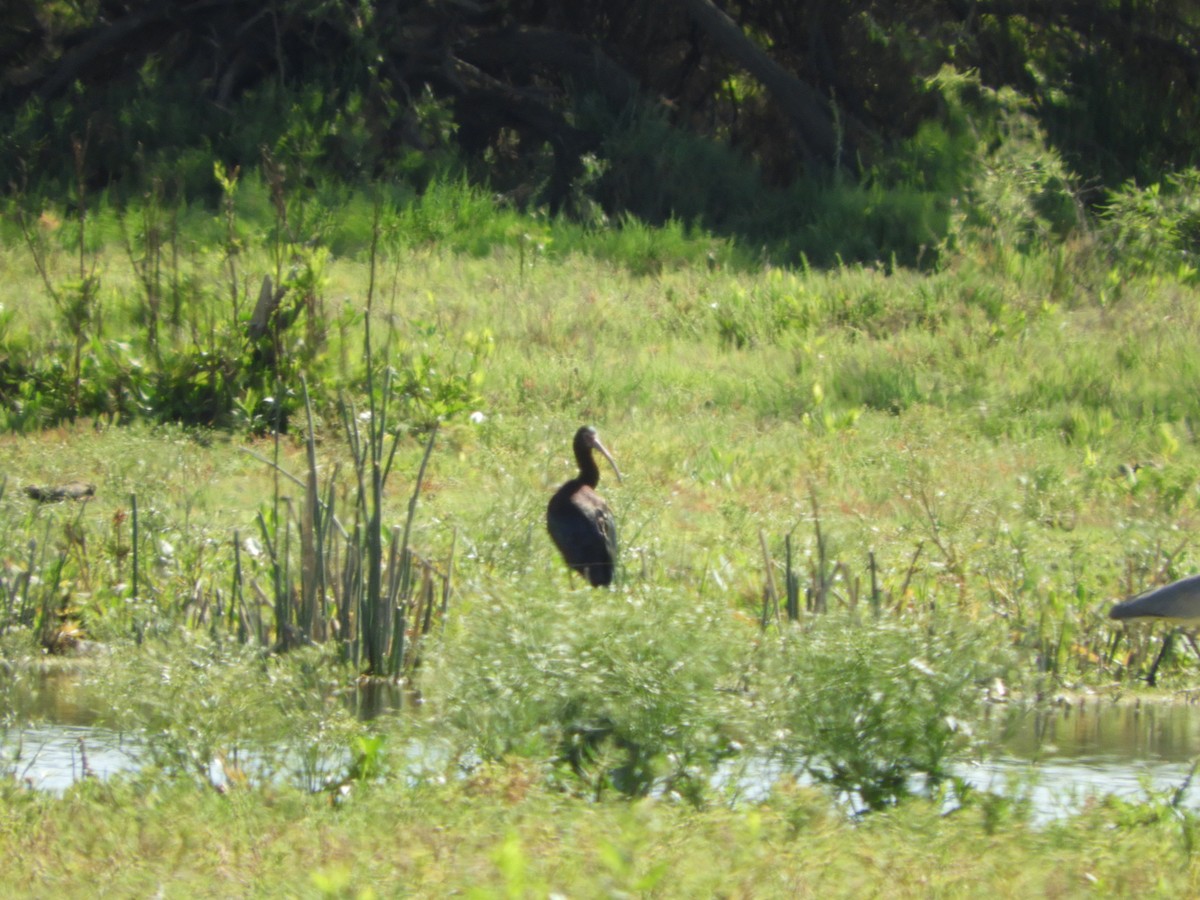 Bare-faced Ibis - ML644864160