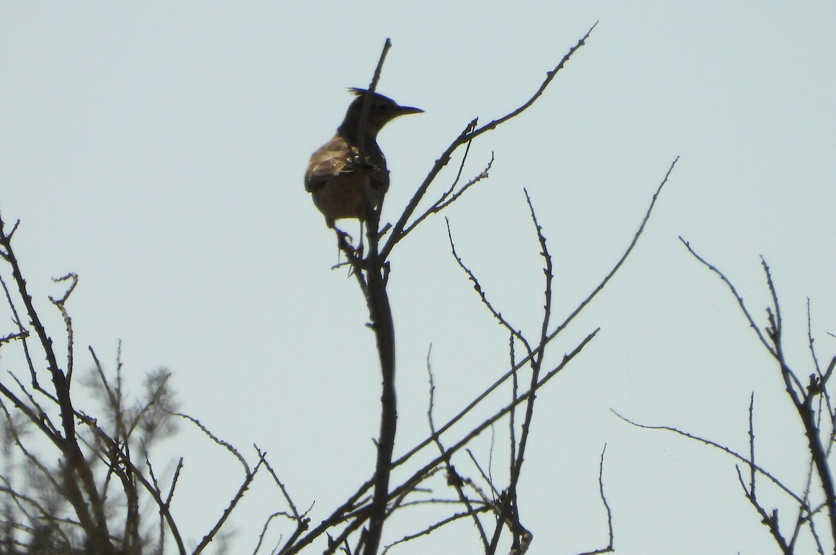 Crested Lark - ML644864168