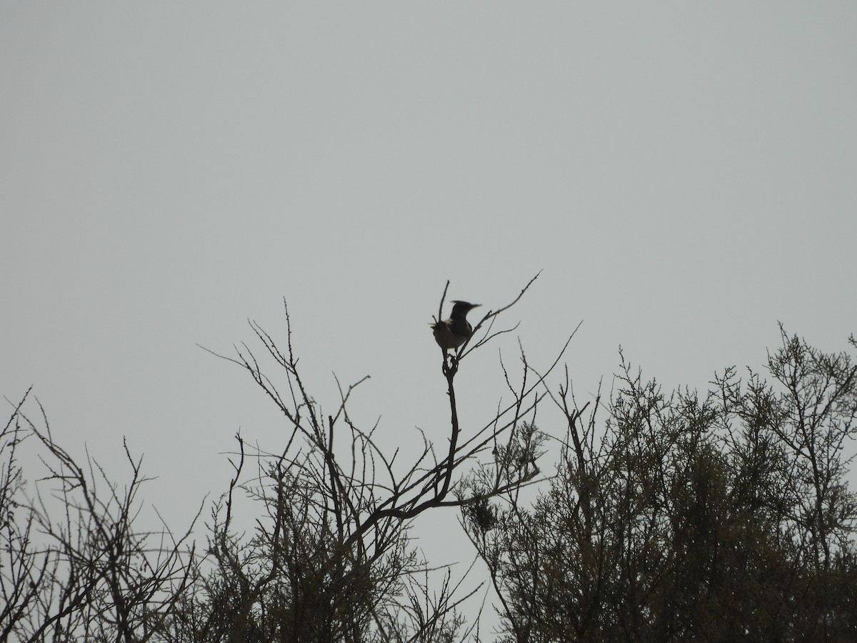 Crested Lark - ML644864169