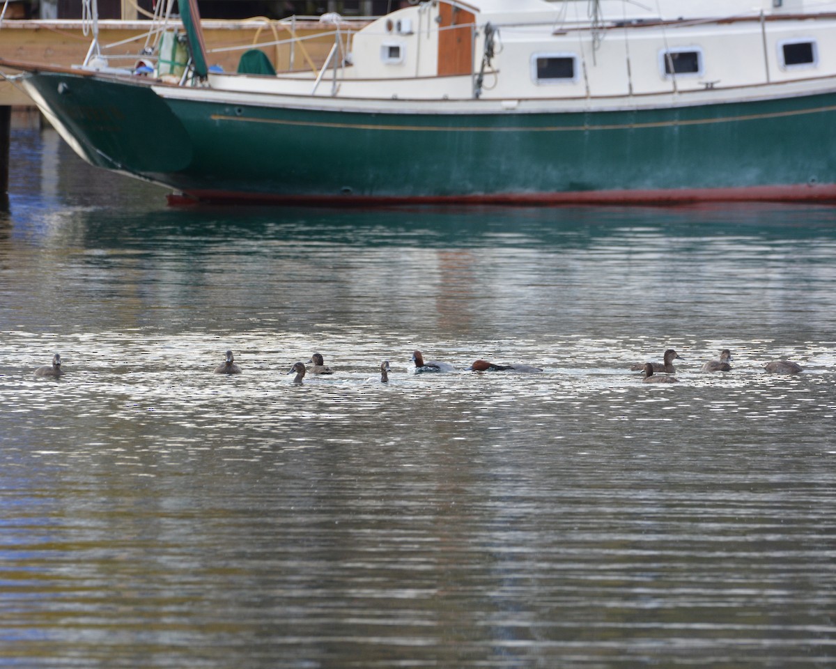 Redhead - ML644864175