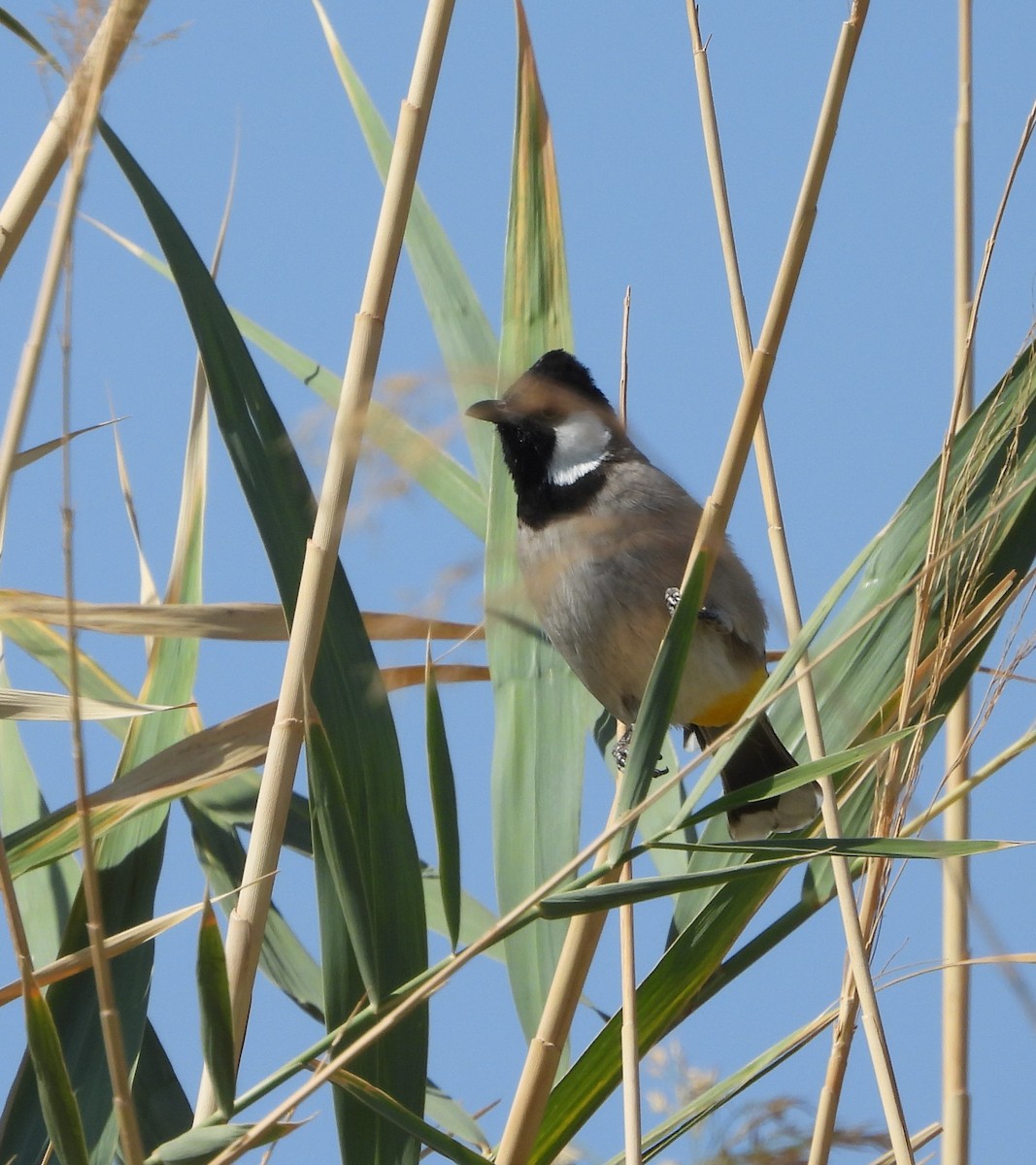 White-eared Bulbul - ML644864179