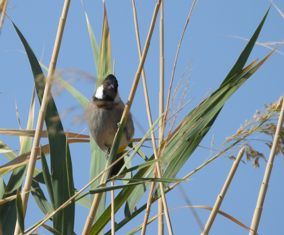 White-eared Bulbul - ML644864180