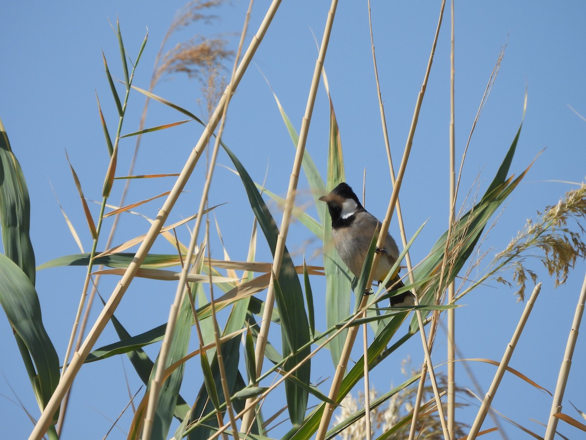 White-eared Bulbul - ML644864181