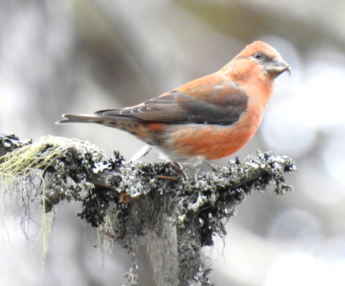 Red Crossbill - ML644864183