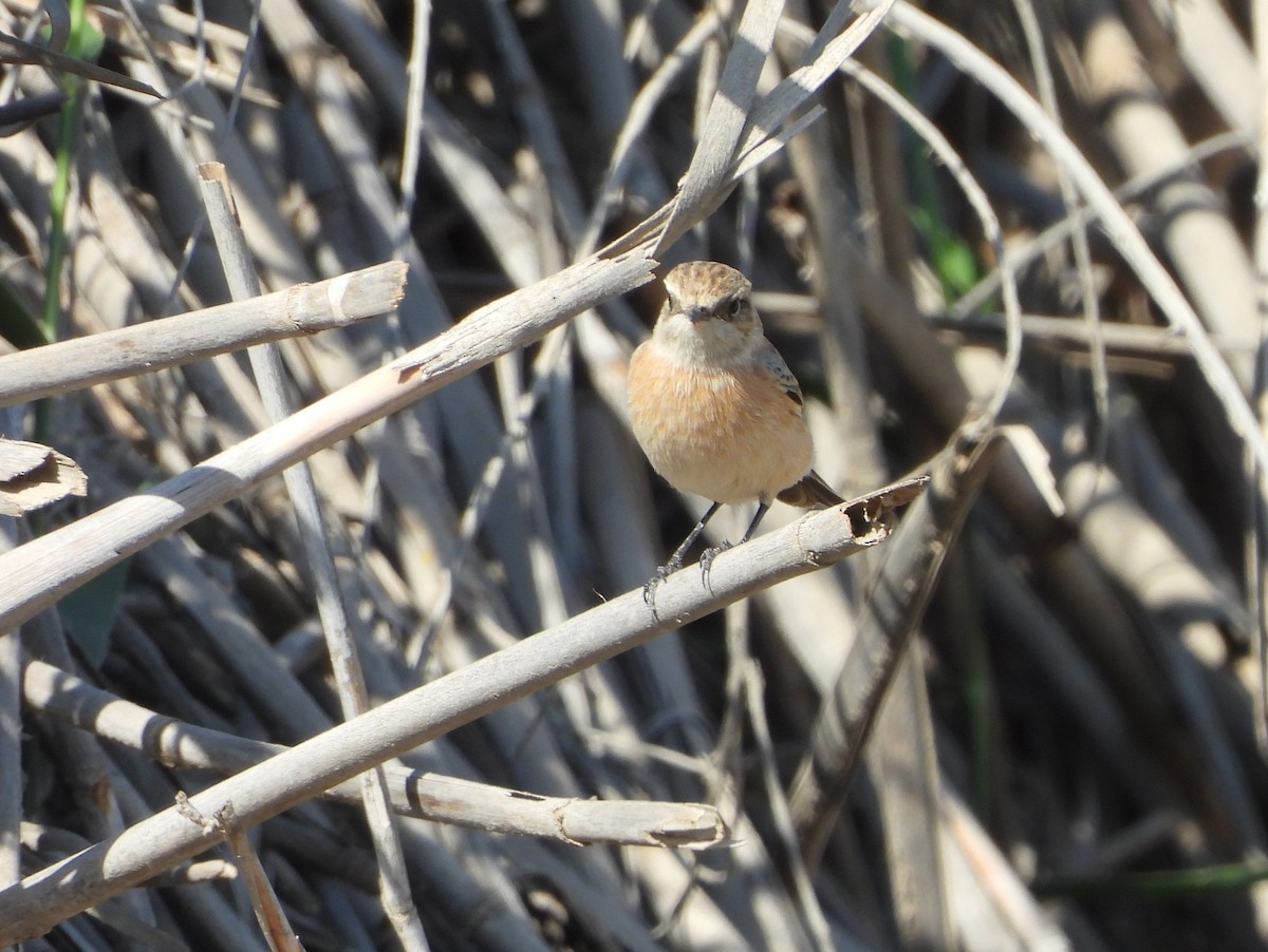 Siberian Stonechat - ML644864185