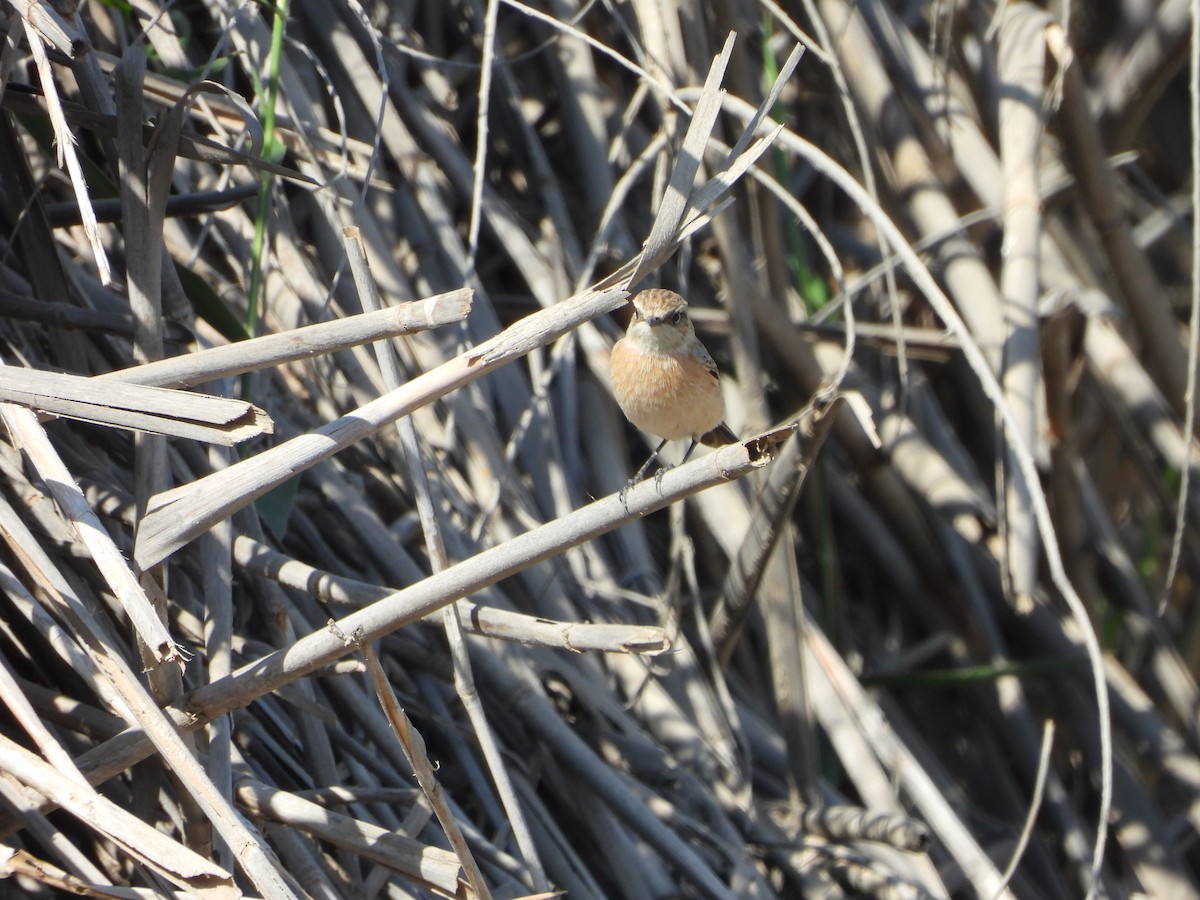 Siberian Stonechat - ML644864187
