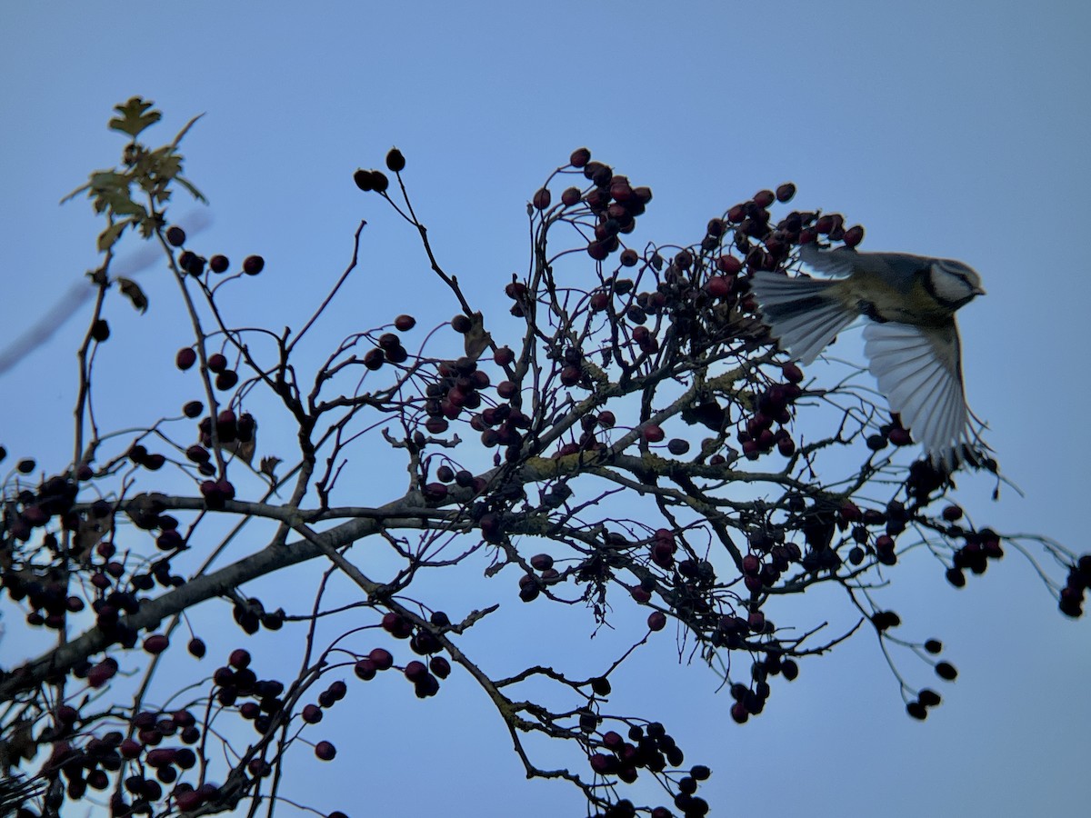 Herrerillo Común - ML644864188