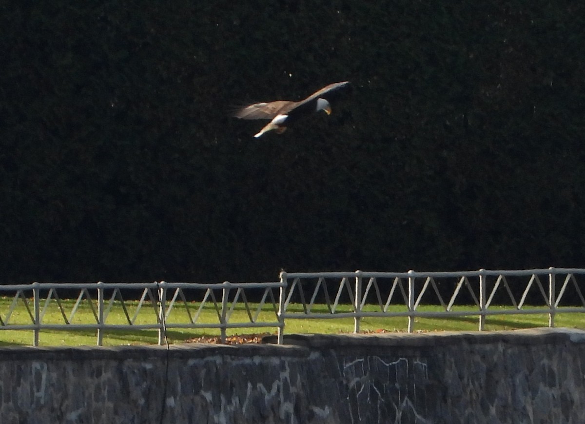 Bald Eagle - ML644864199