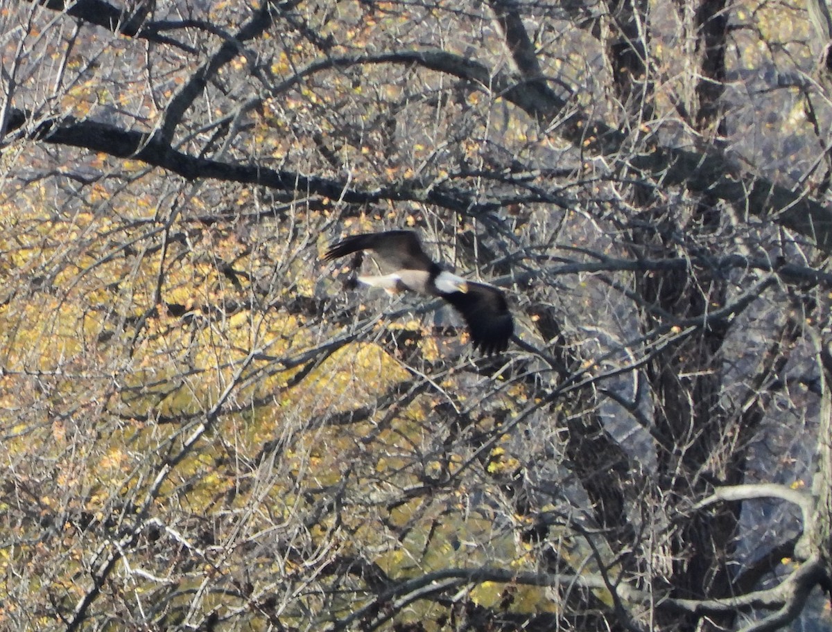 Bald Eagle - ML644864201
