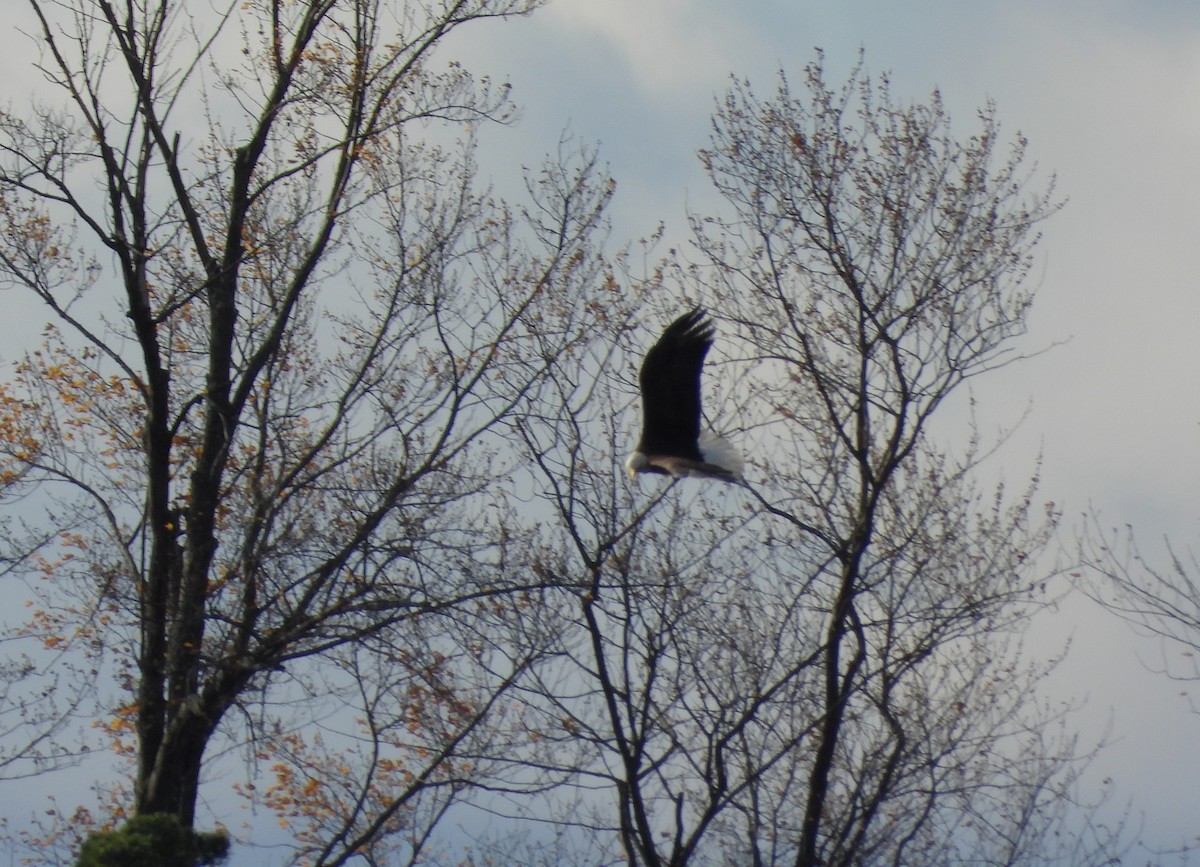 Bald Eagle - ML644864202