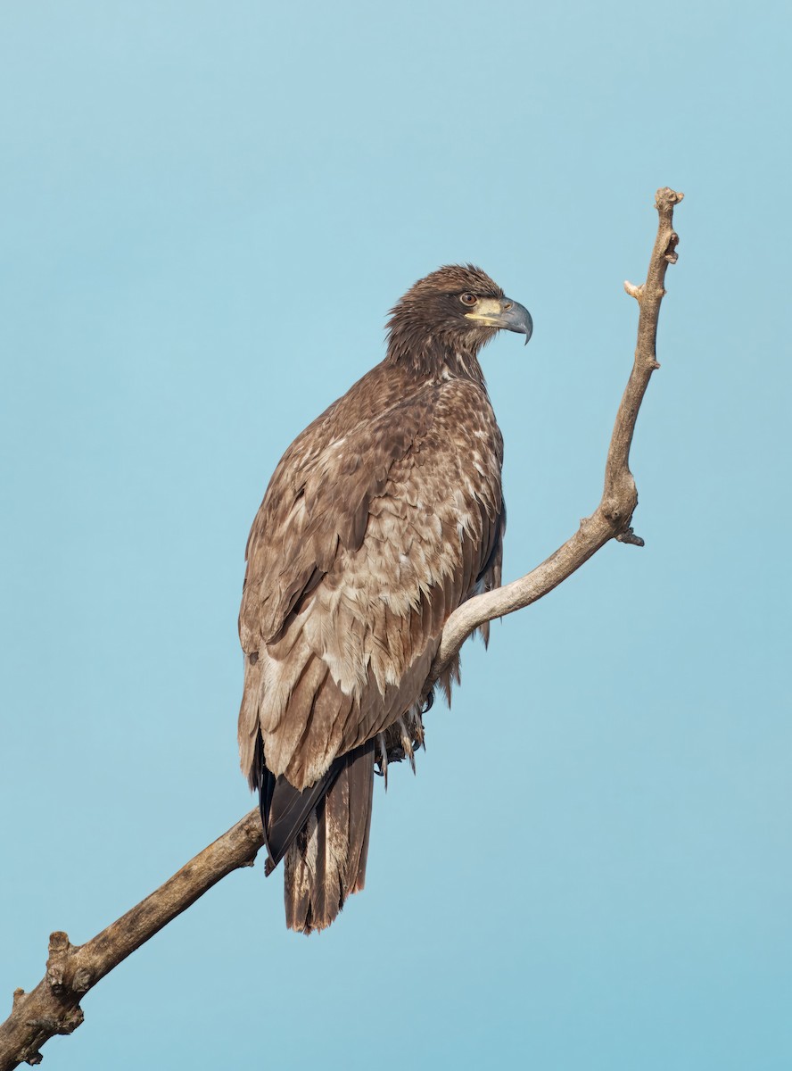 Bald Eagle - ML644864203