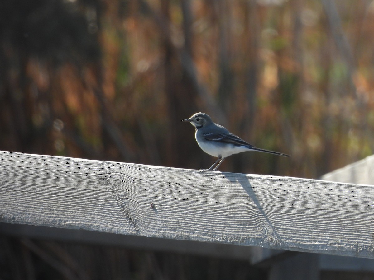 konipas bílý - ML644864211