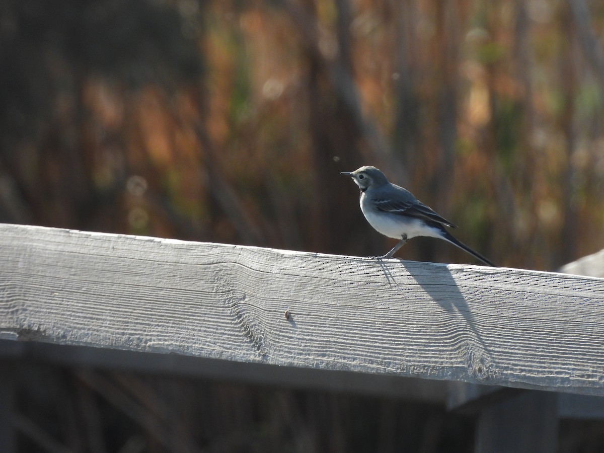 konipas bílý - ML644864212