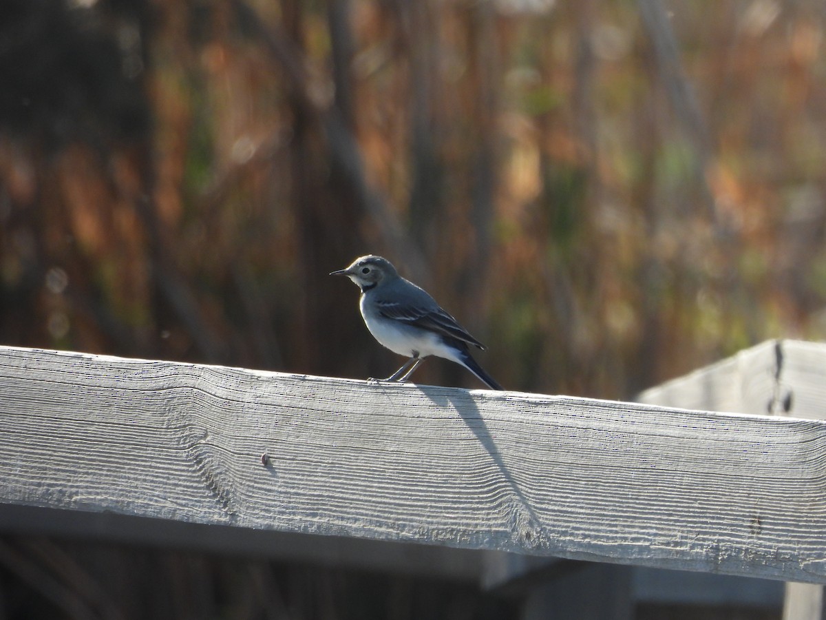 konipas bílý - ML644864213