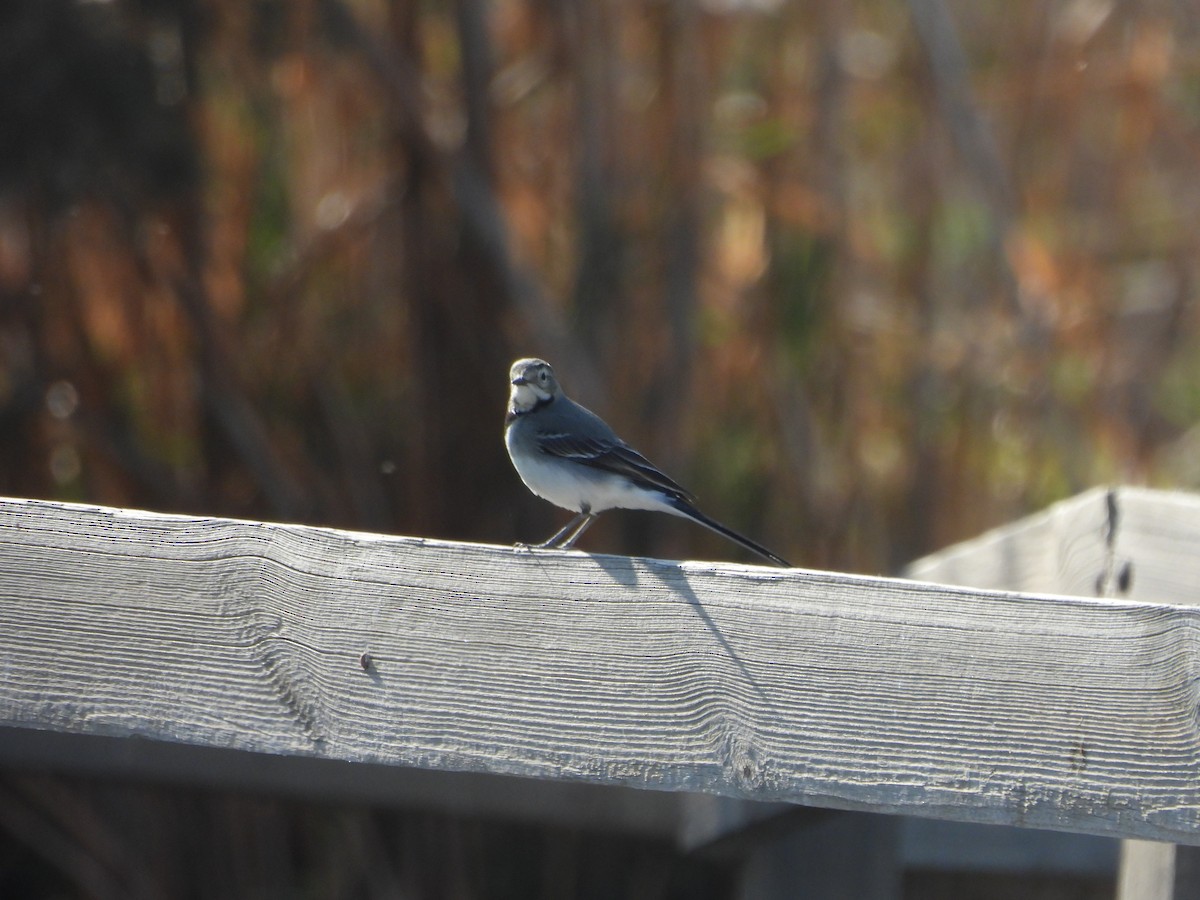 konipas bílý - ML644864214