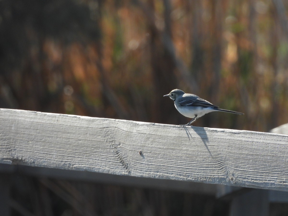 konipas bílý - ML644864215