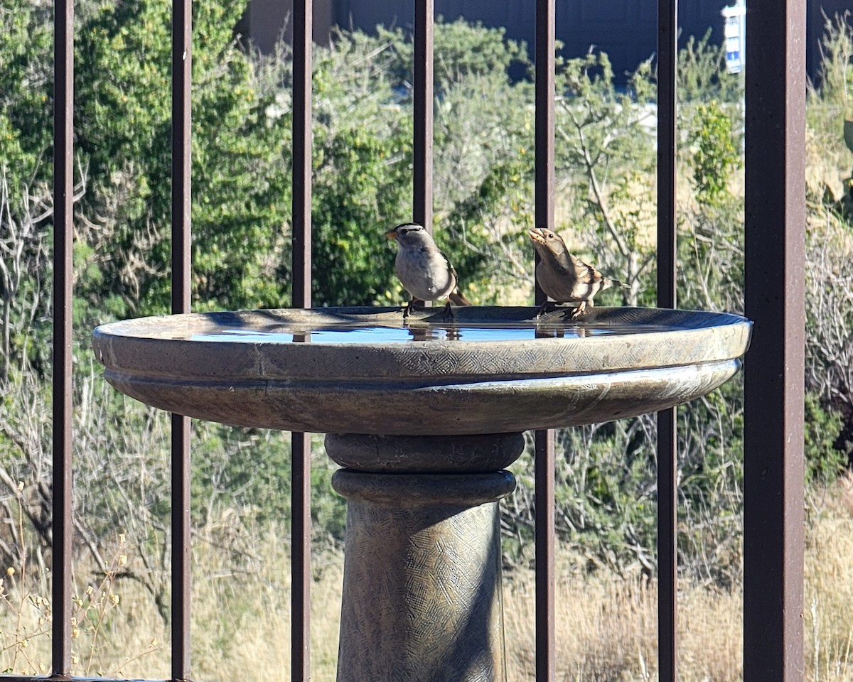 hvitkronespurv - ML644864227