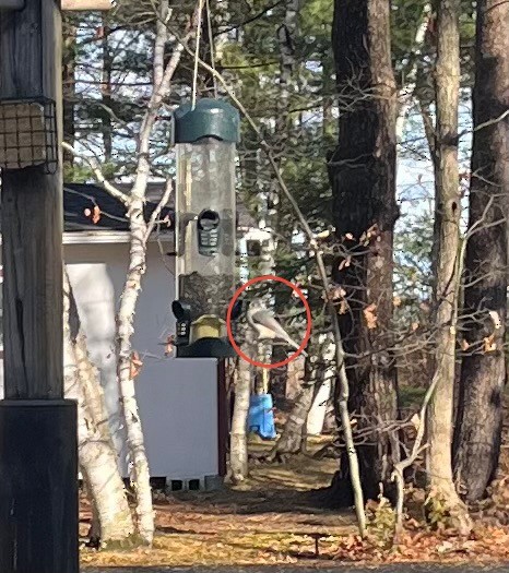 Tufted Titmouse - ML644864230