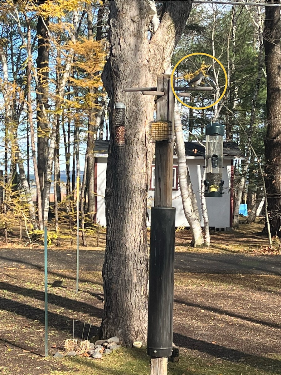Tufted Titmouse - ML644864231