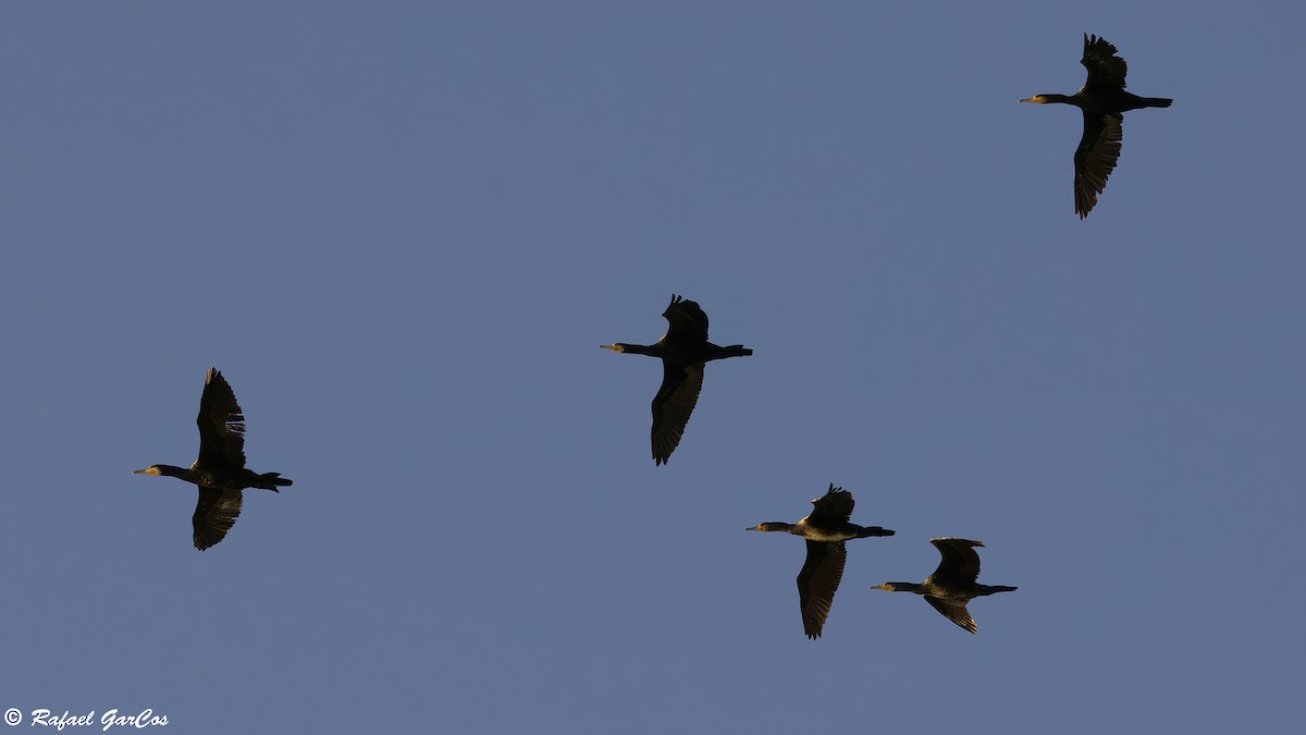 Great Cormorant - ML644864232