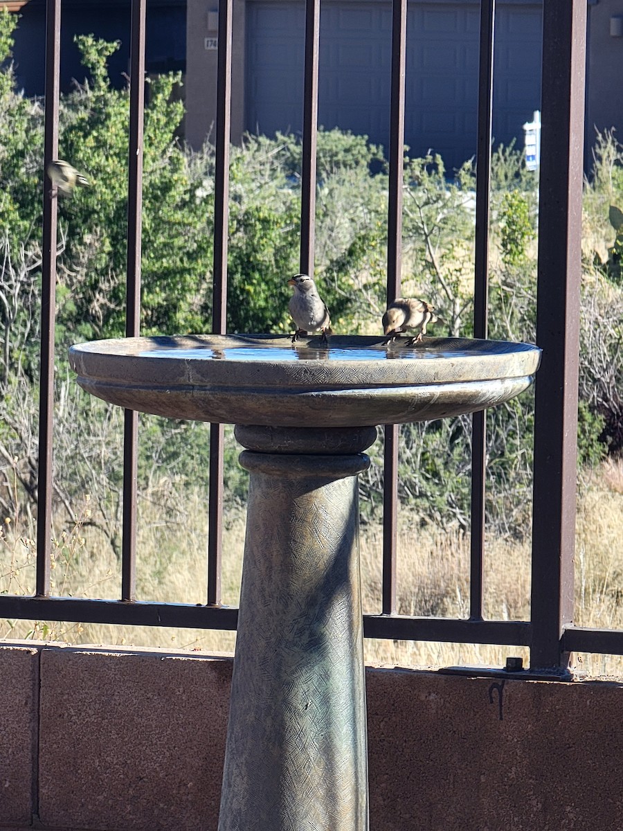 hvitkronespurv - ML644864234