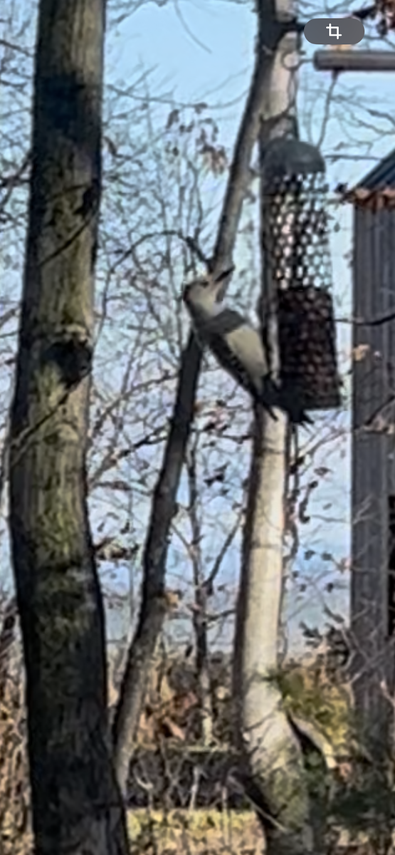 Red-bellied Woodpecker - ML644864246