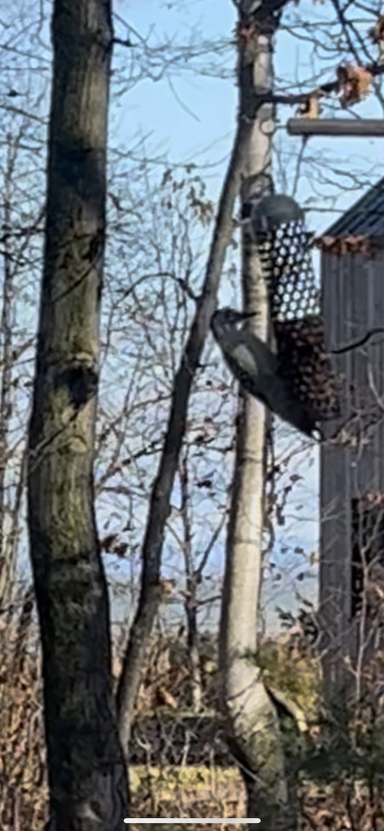 Red-bellied Woodpecker - ML644864247